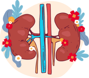 prenez-soin-de-vos-reins-une-matinee-pour-tout-savoir